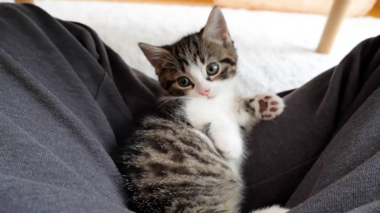 Looking back on a sweet morning spent with kitten Coco