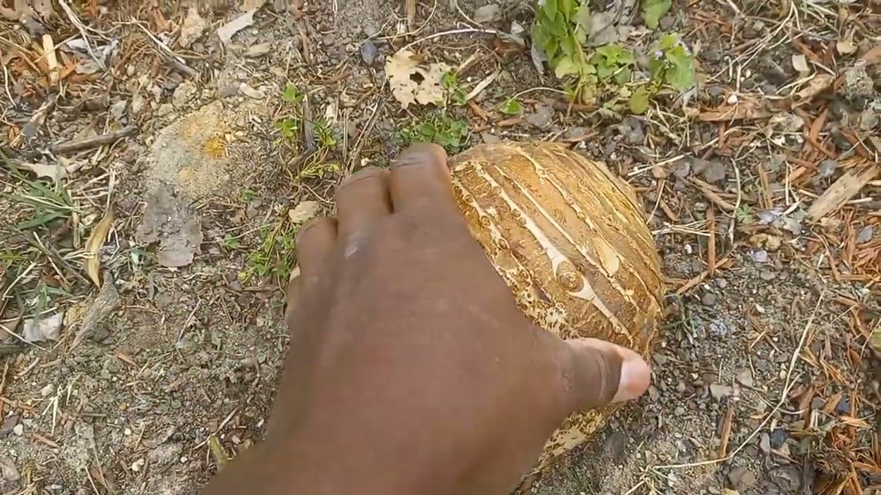 Elephant Ear Planting