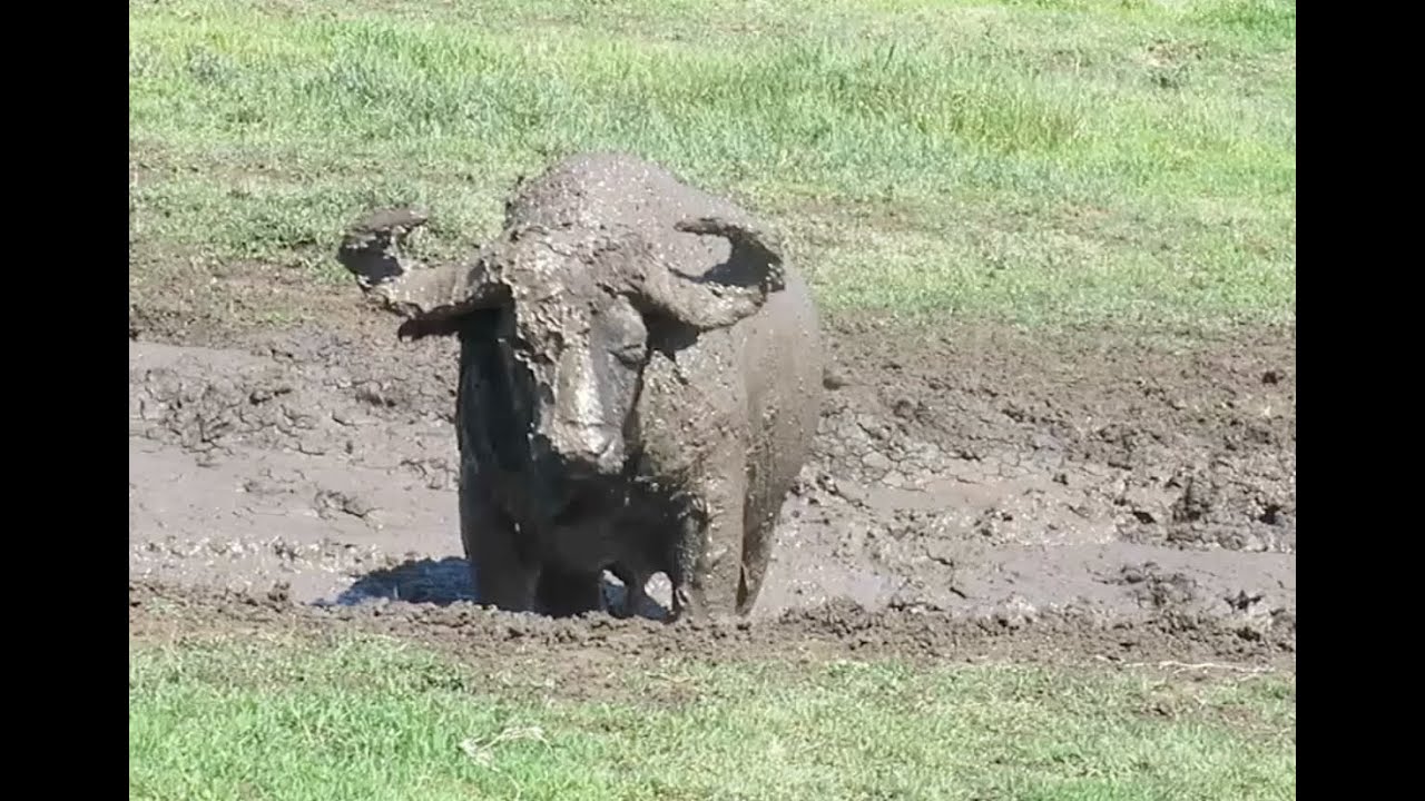Cape Buffalo playing in the Mud in Tanzania