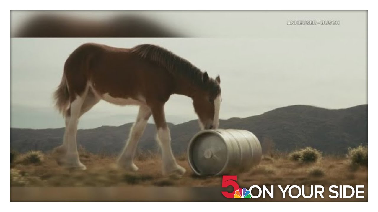Clydesdale foal makes acting debut in Super Bowl commercial