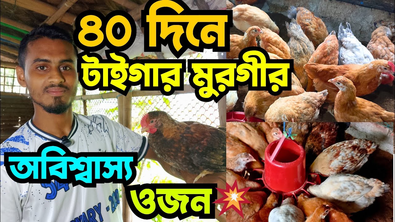 আলহামদুলিল্লাহ, ৪০ দিন বয়সে টাইগার মুরগীর বাম্পার ওজন💥💥