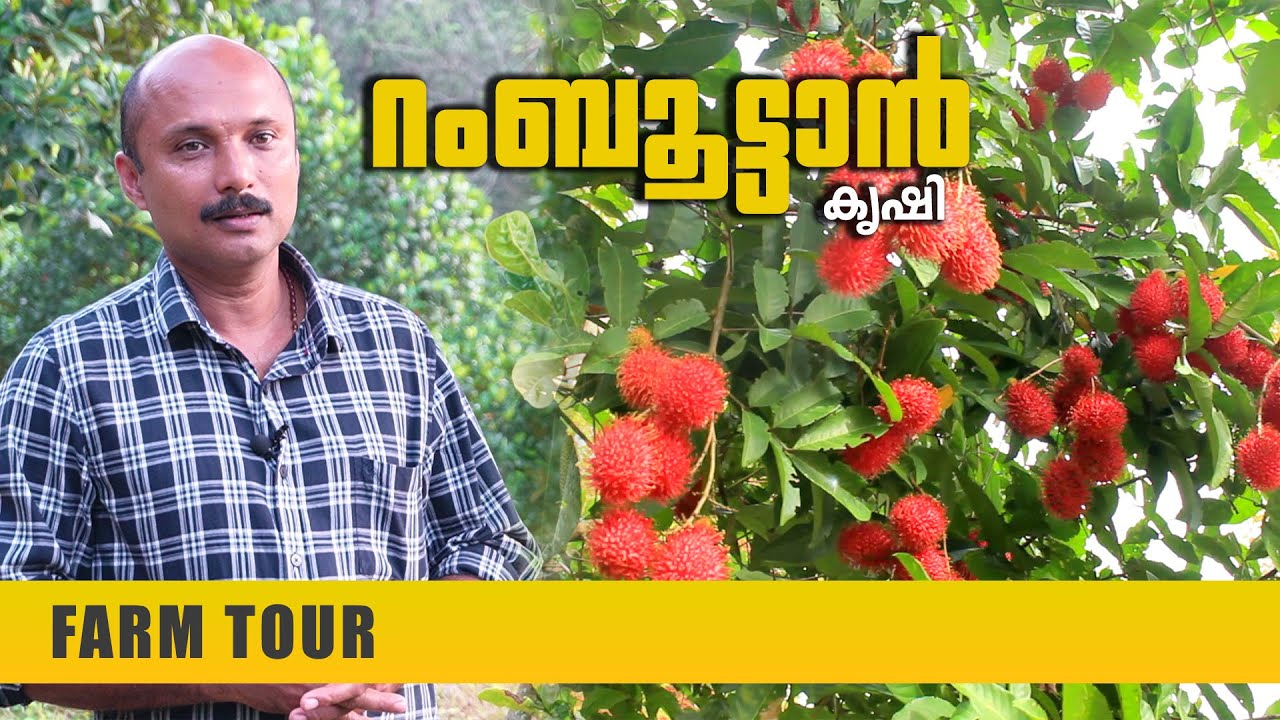 റംബൂട്ടാൻ കൃഷിയിലൂടെ വരുമാനം ? | Rambutan Krishi in Malayalam | Rambutan Farming | Kottayam
