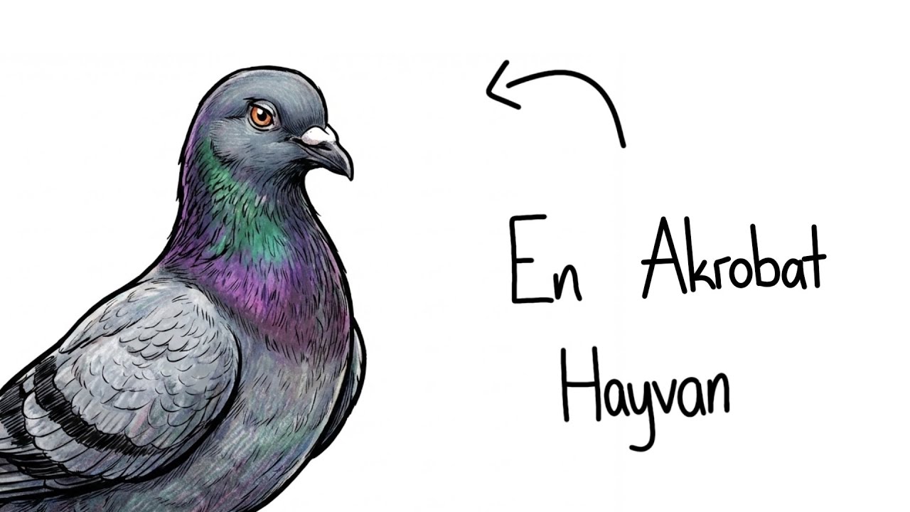 Eğer Bir Taklacı Güvercin Olarak Doğsaydın?