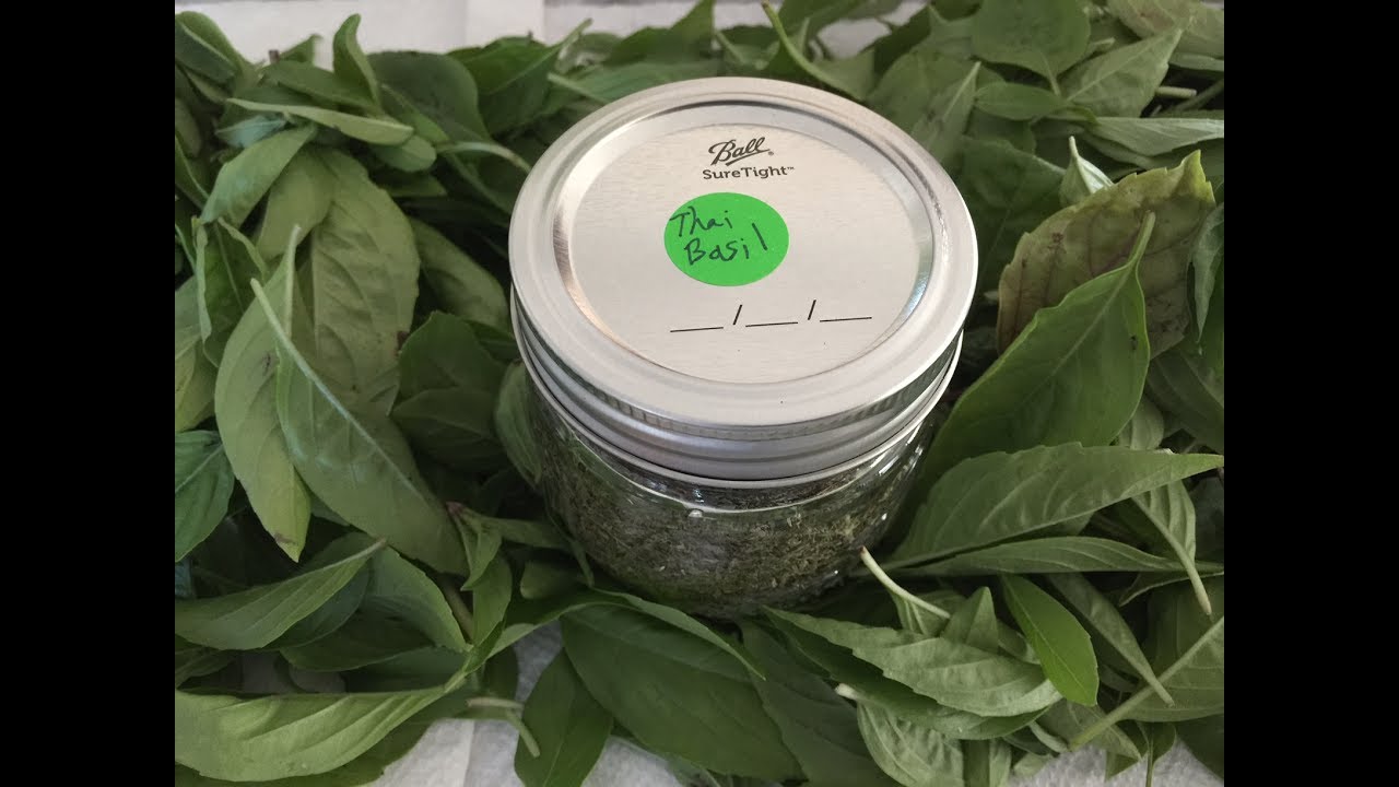 Drying and Propagating Basil From The Garden