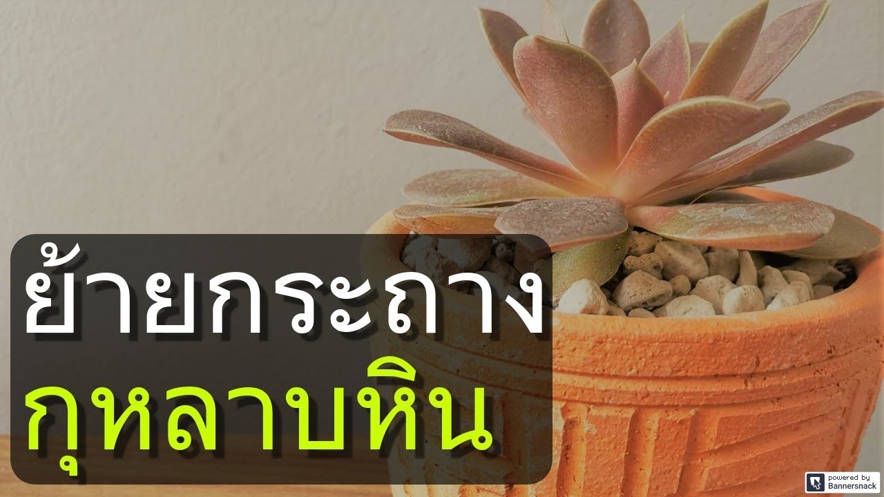 การย้ายกระถางกุหลาบหิน succulents ที่เพิ่งซื้อมาใหม่ๆ
