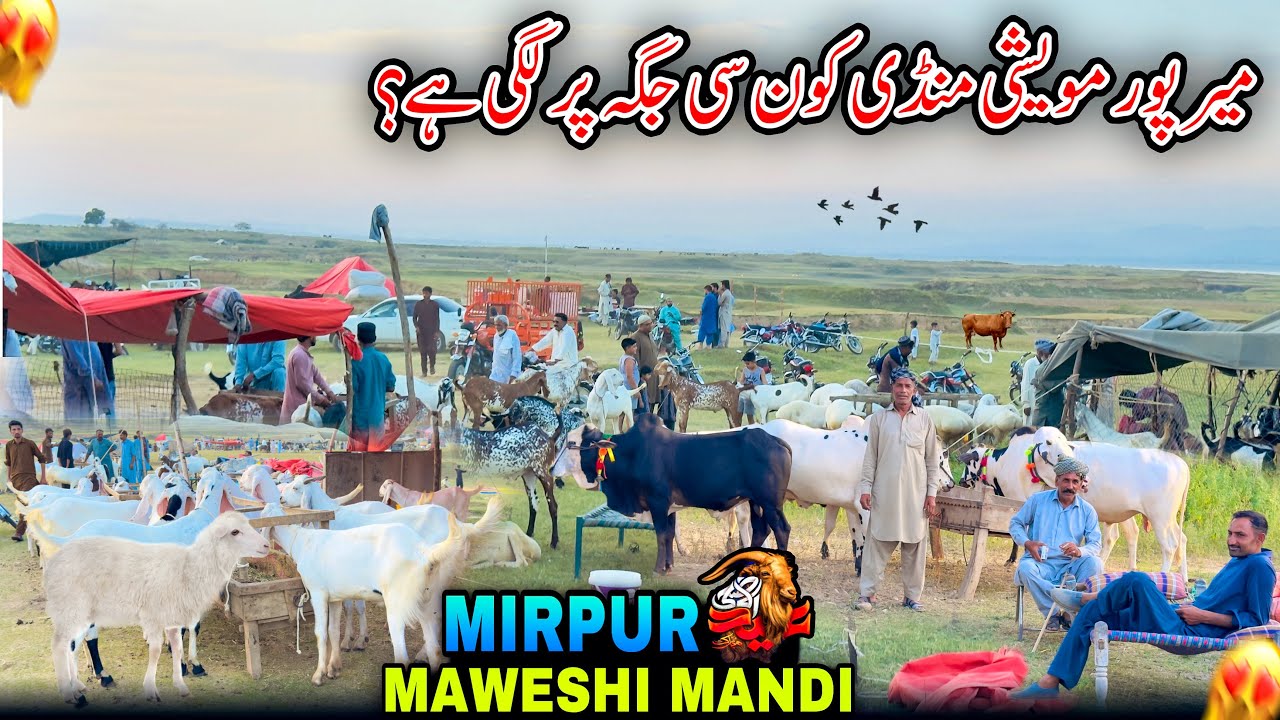 Visit To Mirpur Maweshi Mandi/Mirpur Mandi/Maweshi Mandi Location In Mirpur Azad Kashmir/2025🥰