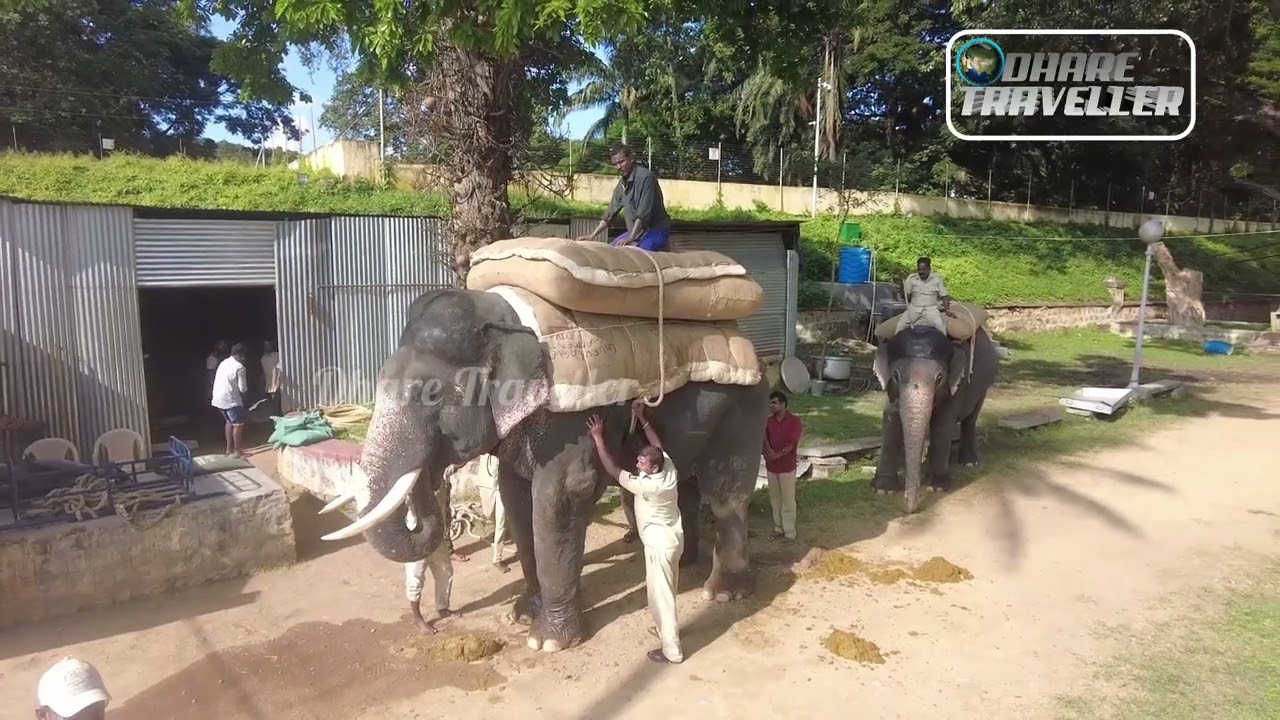 Goplaswamy Dasara elephant Thalim training