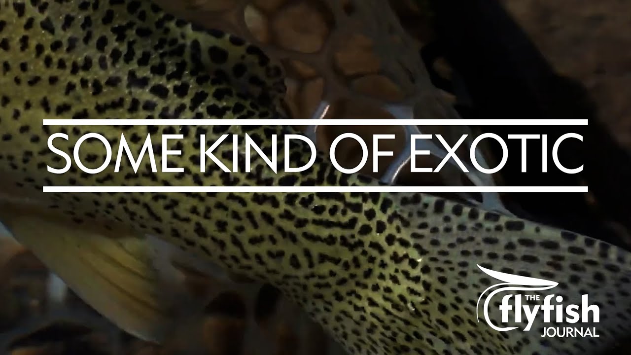 SOME KIND OF EXOTIC: Fernie, B.C. Cutthroat with Hilary Hutcheson