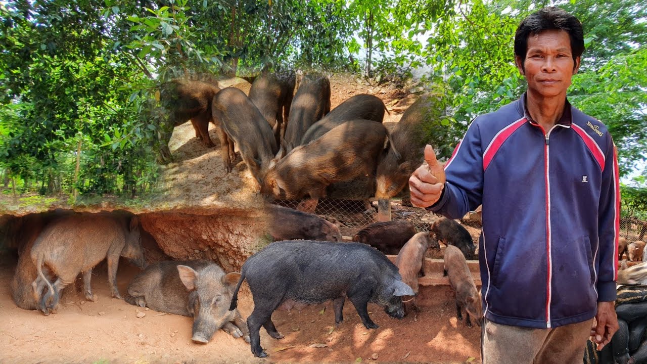 วิธีเลี้ยงหมูป่าปล่อยธรรมชาติ  ลดต้นทุนค่าอาหาร  ประสบการณ์เลี้ยงมา 20 ปี  หมูป่า 50 กว่าตัว
