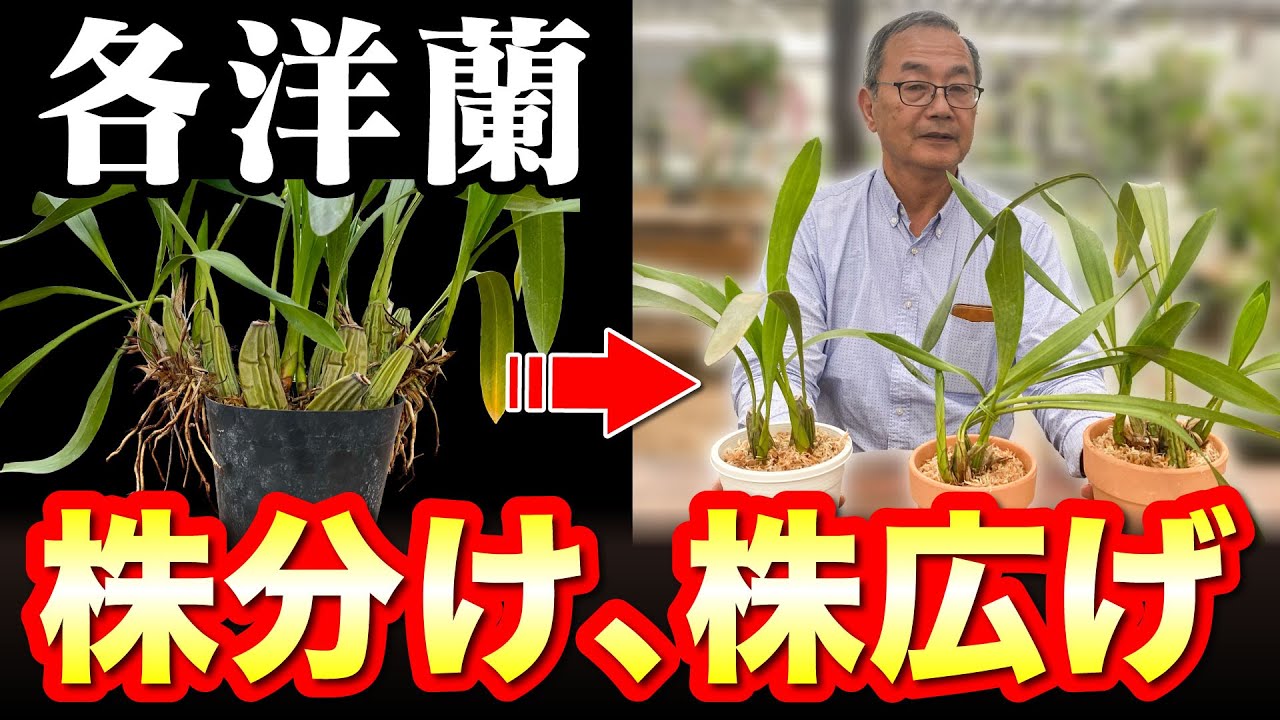 [Orchid] Caring for and replanting the plants @seedpot368