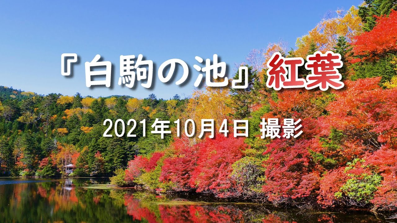 2021 早くも紅葉が最高潮！『白駒の池』紅葉名所の一番人気（信州） 標高2115m [4K] #AutumnLeaves #ShirakomaPond