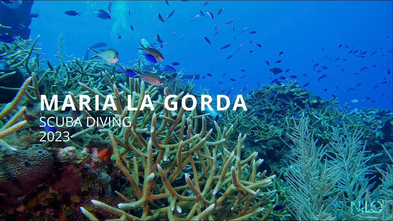 Scuba Diving in Maria la Gorda 2023