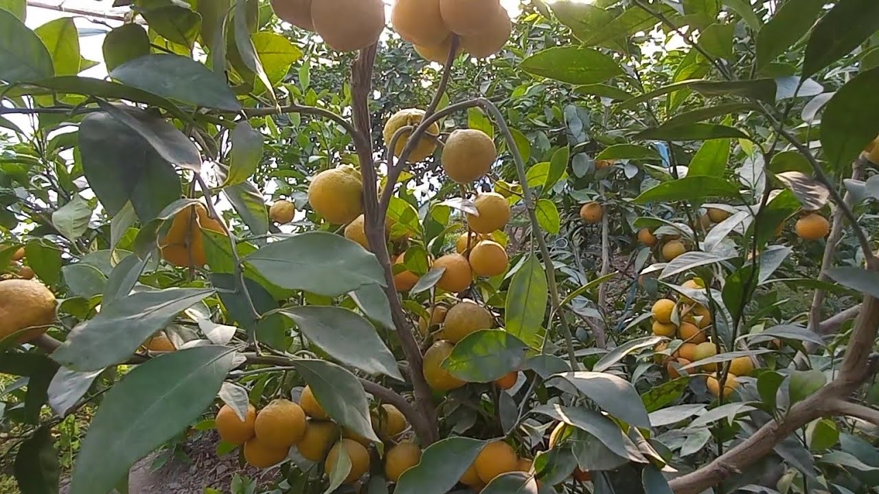 Лимонария. 3 сотихлик Лимонария.  Limonariya.