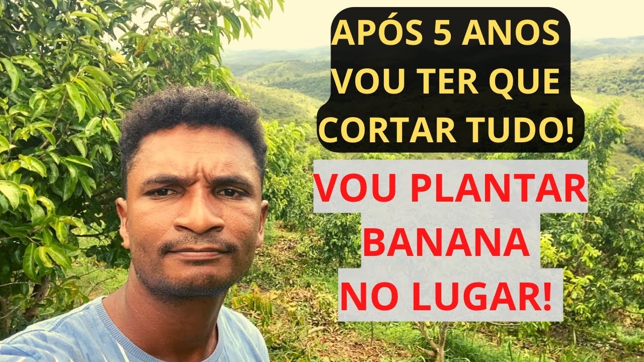 PLANTIO DE GRAVIOLA | COMO INICIAR PLANTIO DE BANANA PRIMEIRO PASSO | PRAGA DA GRAVIOLA