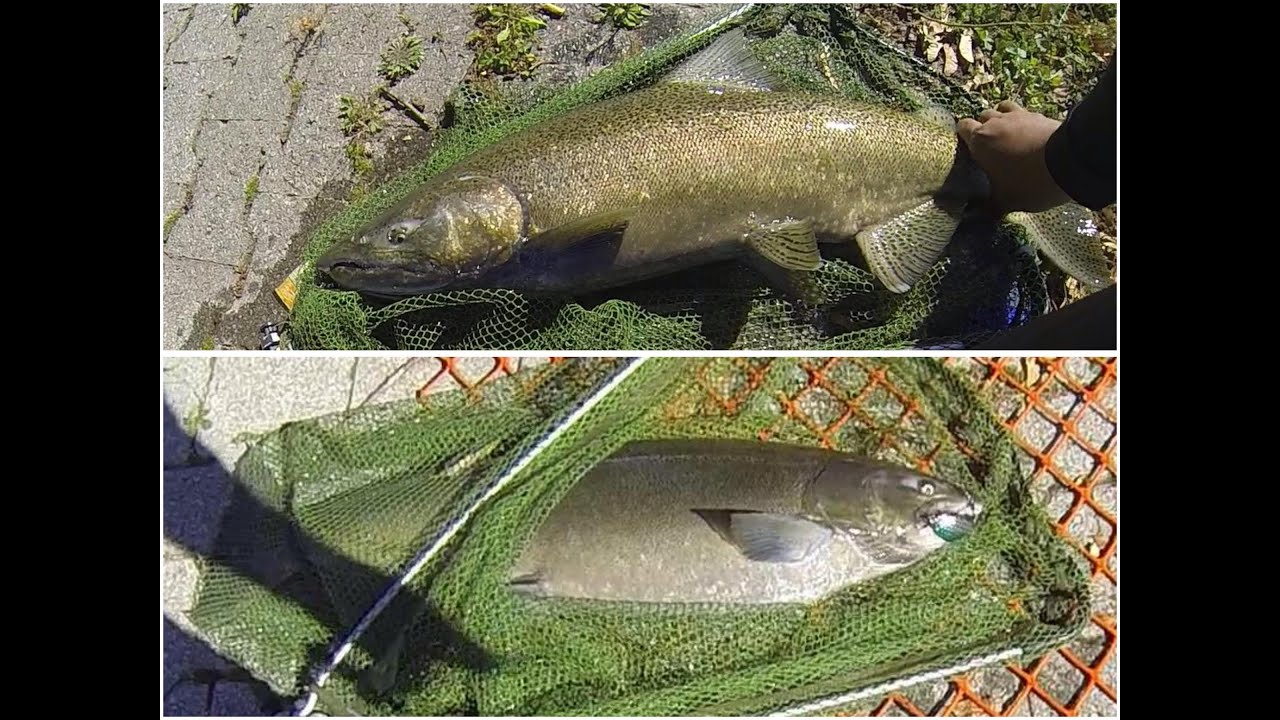 Chucking Spoons for Lake Ontario Salmon - 2015