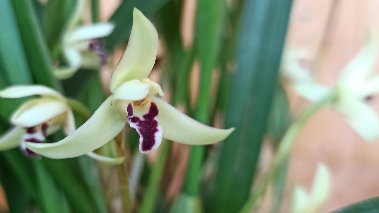 Faszination Maxillaria Orchideen, der nächste Trend für 2024 -Orchideenhobby.de