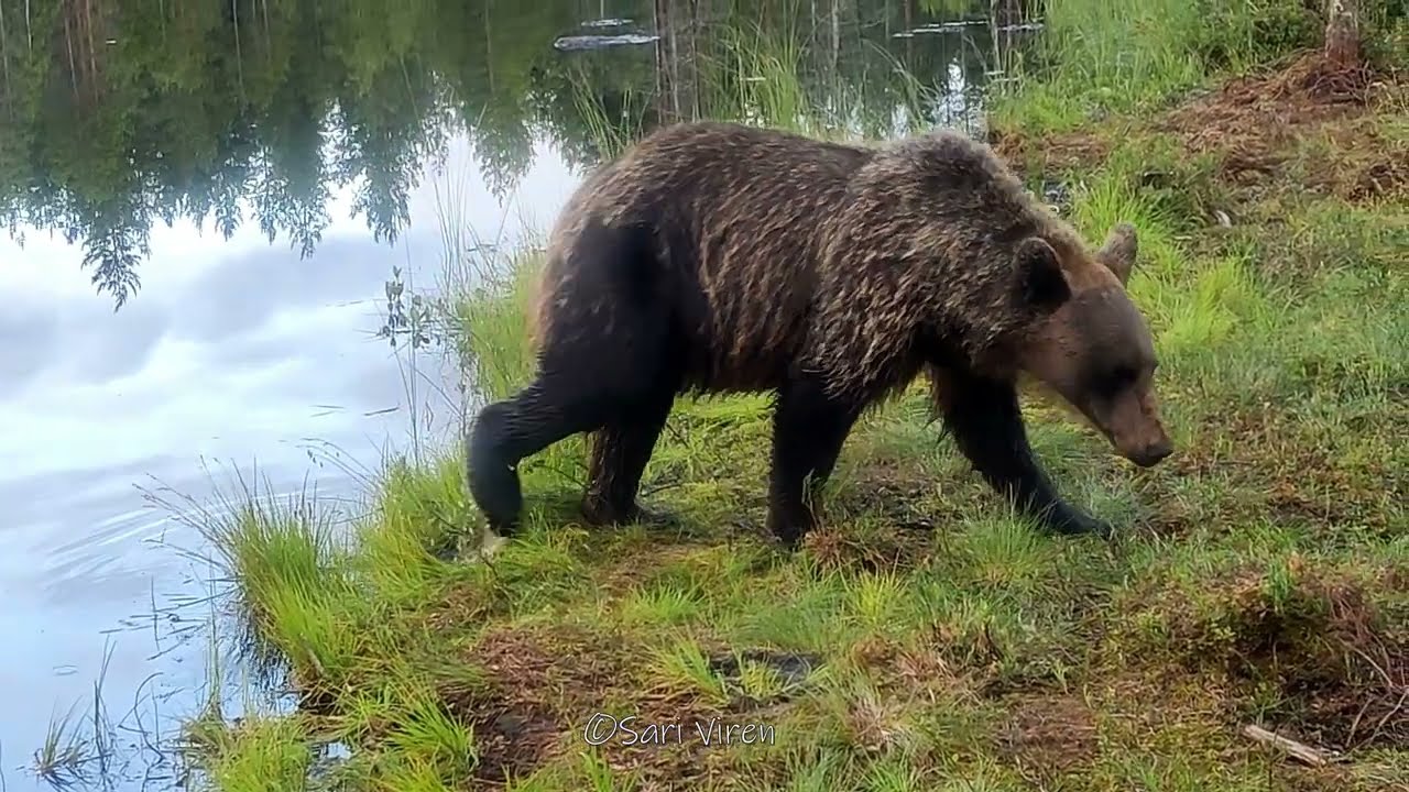 Wild animals in Finland - Wildlife camera - Luonnonvaraiset eläimet riistakamerassa - Finland nature