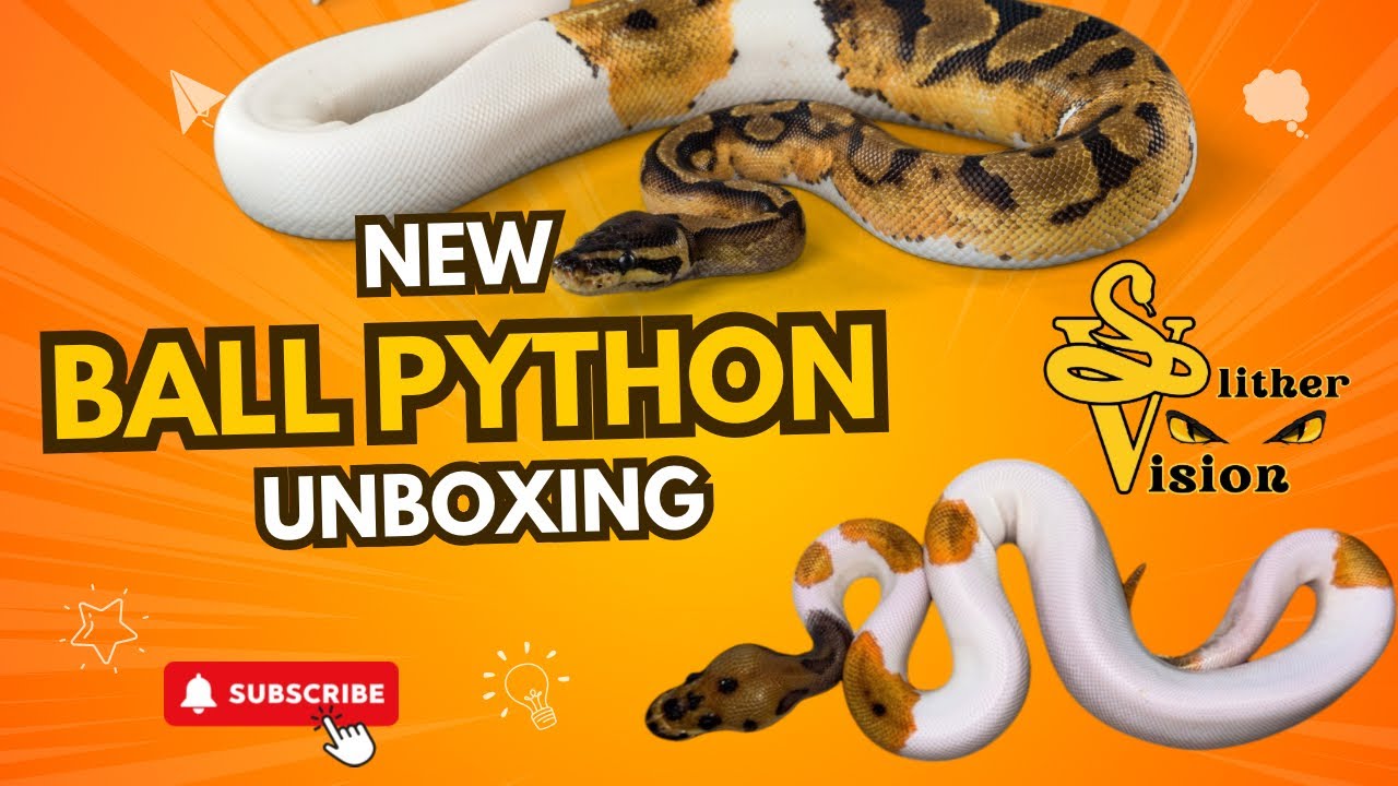 New Snake Unboxing: Kickstarting My Future Breeding Project! 🐍🔥😍