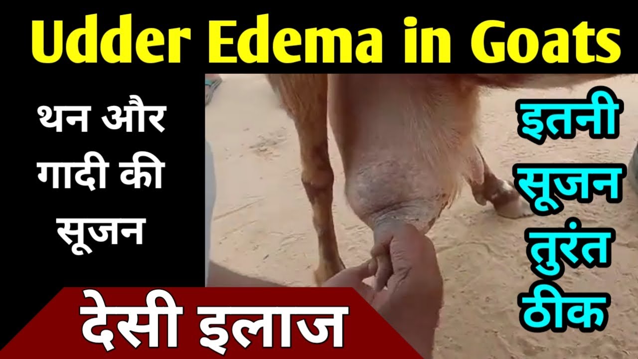 Bakri ke Thana mein sujan ka ilaj / Udder Edema Treatment in Goats / Goat Udder Problems
