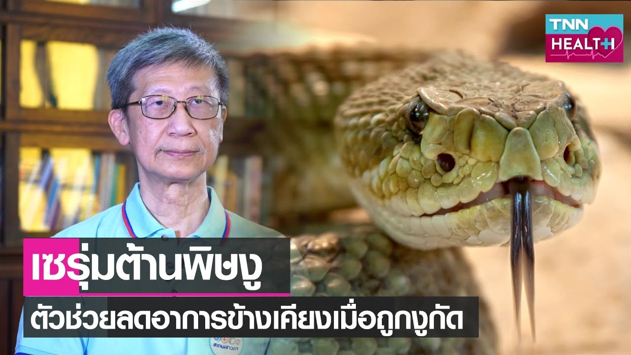 เซรุ่มต้านพิษงู ผลิตอย่างไรมีกี่แบบ ลดอาการข้างเคียงเมื่อถูกงูกัดดีแค่ไหน l TNN HEALTH l 13 08 65