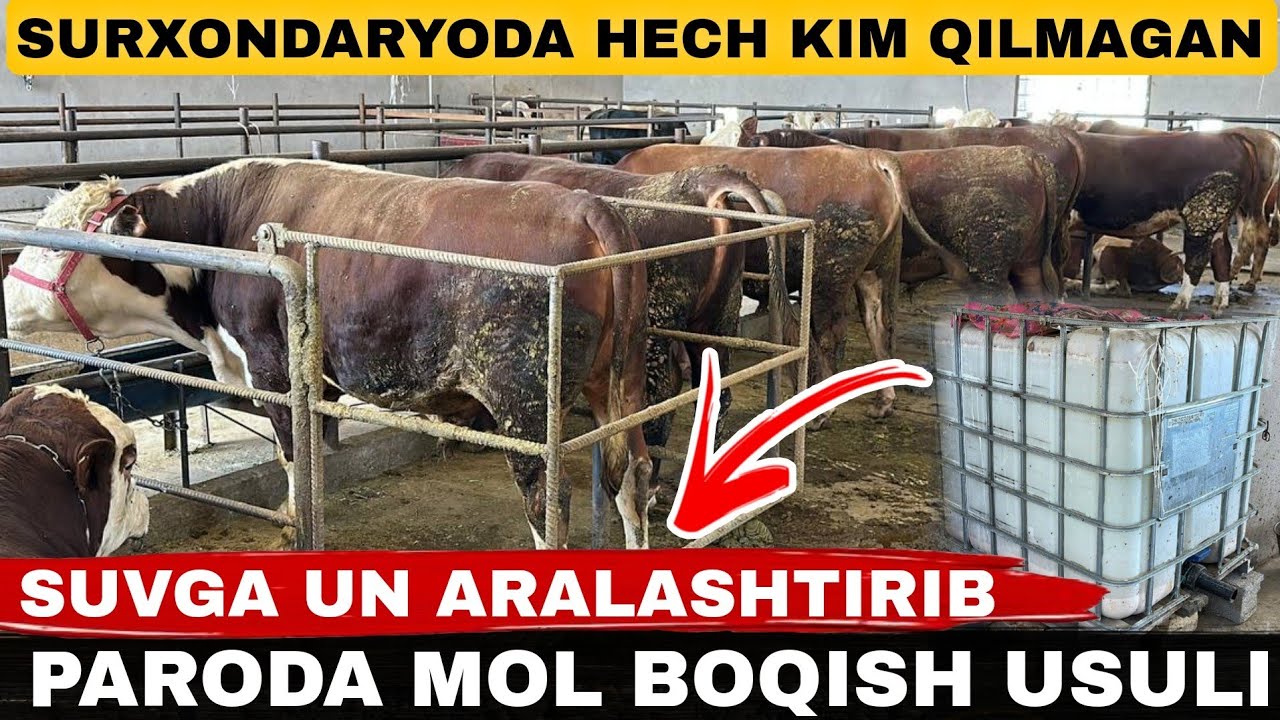 ARZON USULDA ZOTLI MOL BOQISH SIRLARI