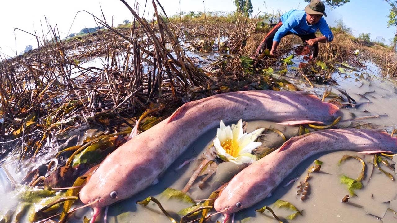Best hand fisherman catch a lot of fish at field on dry season/ Hand fishing