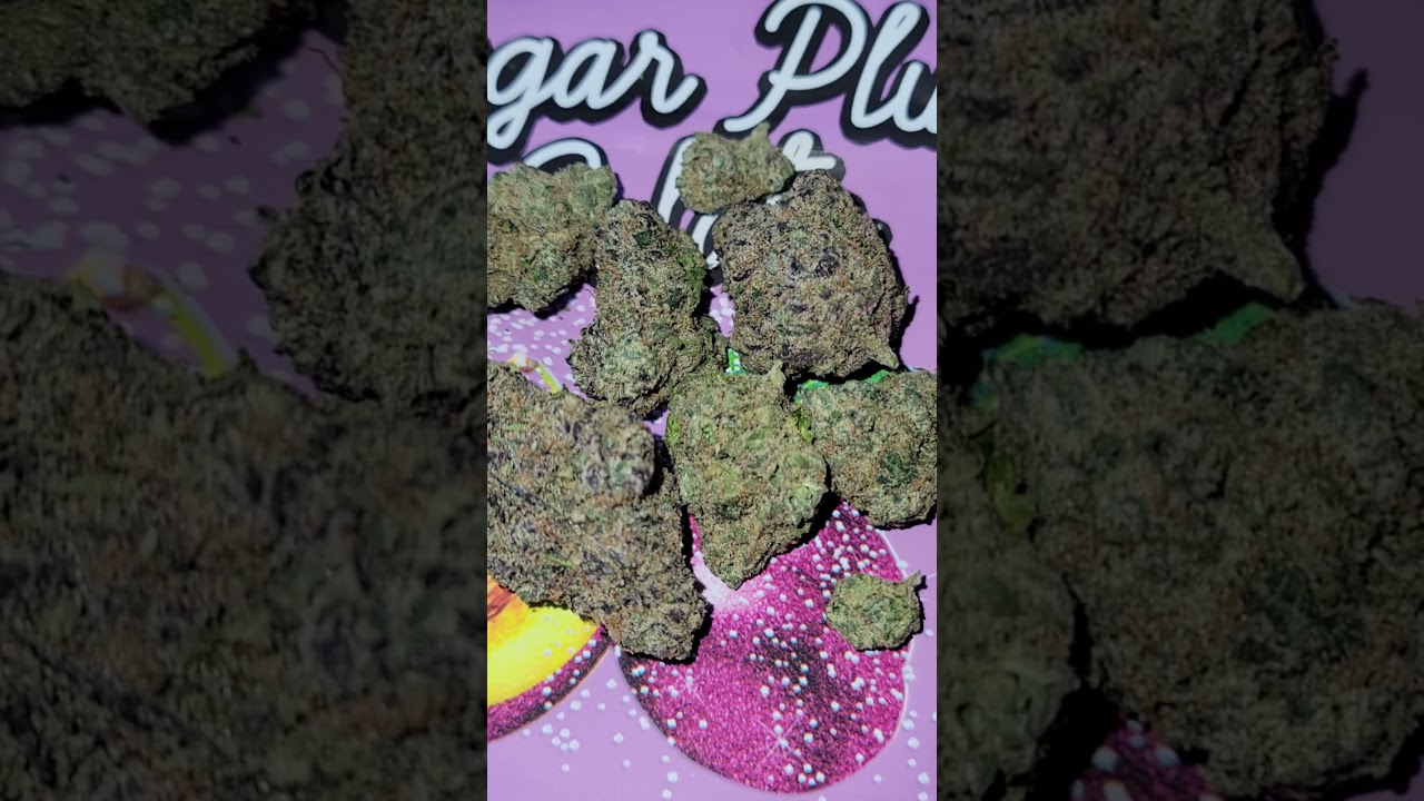 Sugar Plum Gelato by The Marathon Cultivation (TMC)