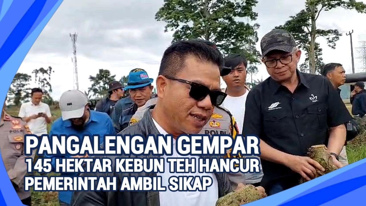 145 Hektar Kebun Teh Dirusak | Ini Tindakan Tegas Pemkab & Aparat