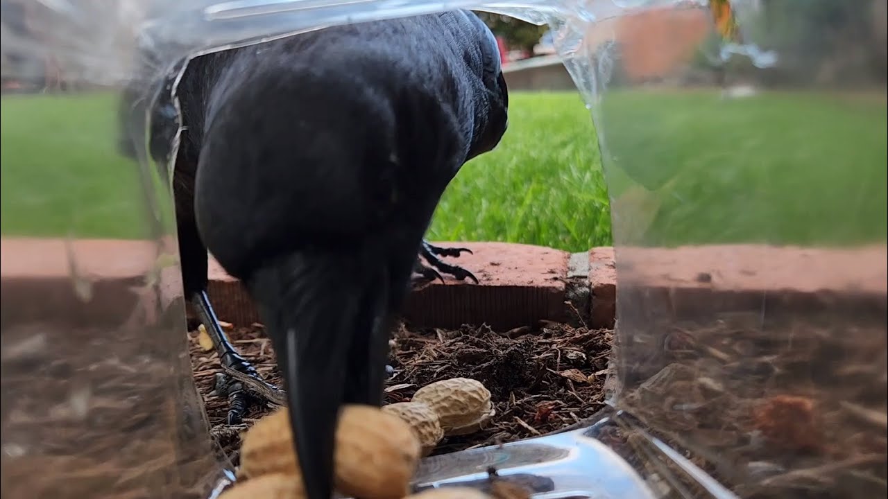 Playing GAMES With A WILD CROW! | How Smart Are They?