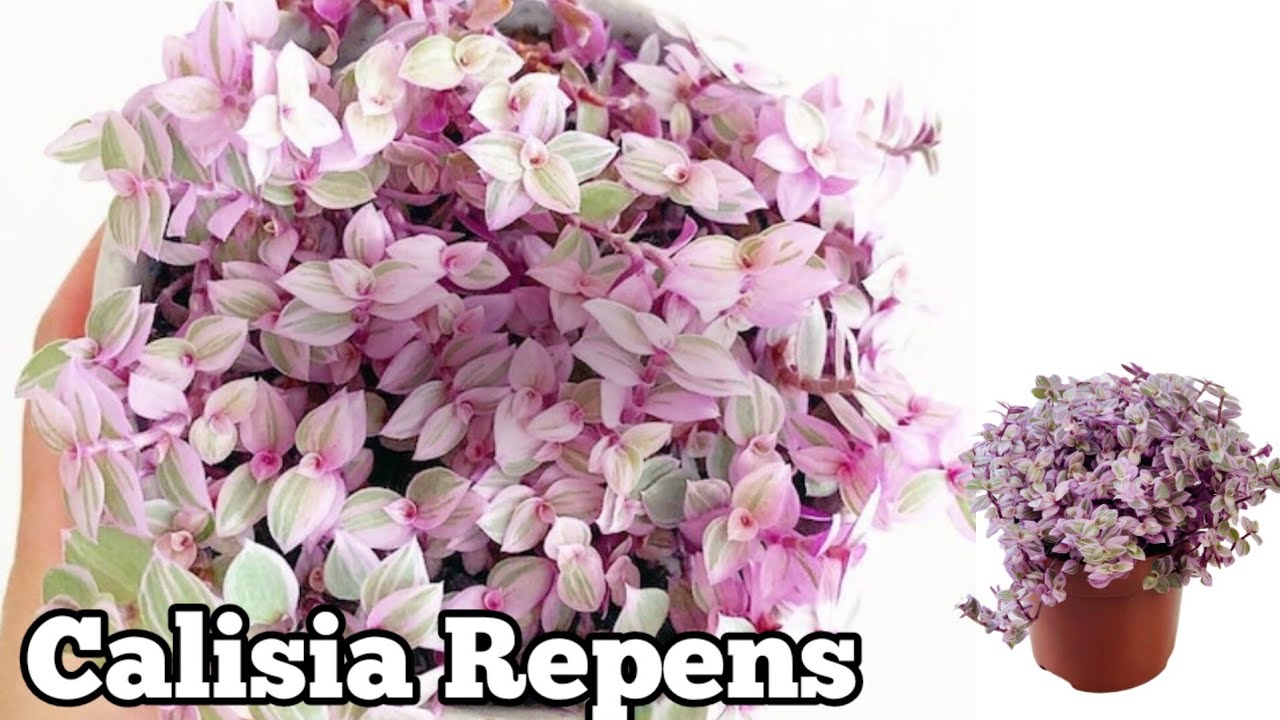 Planta colgante o cubre-suelos de fácil cuidado  | CALISIA REPENS 💕🌿