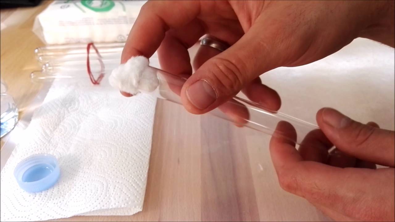 Ameisen Reagenzglas vorbereiten