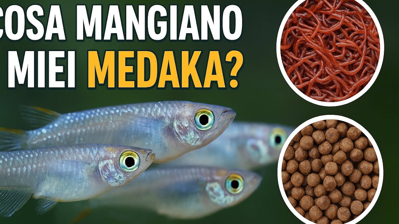 #3  Come mantengo i miei Medaka sani e colorati (cibo e routine) 🐟🍽️