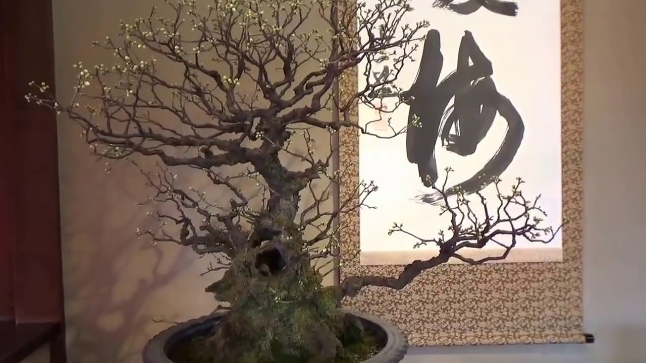 Plum Bonsai show in Japan ! Blossom. UME BON TEN 梅盆展2017 Part 2.