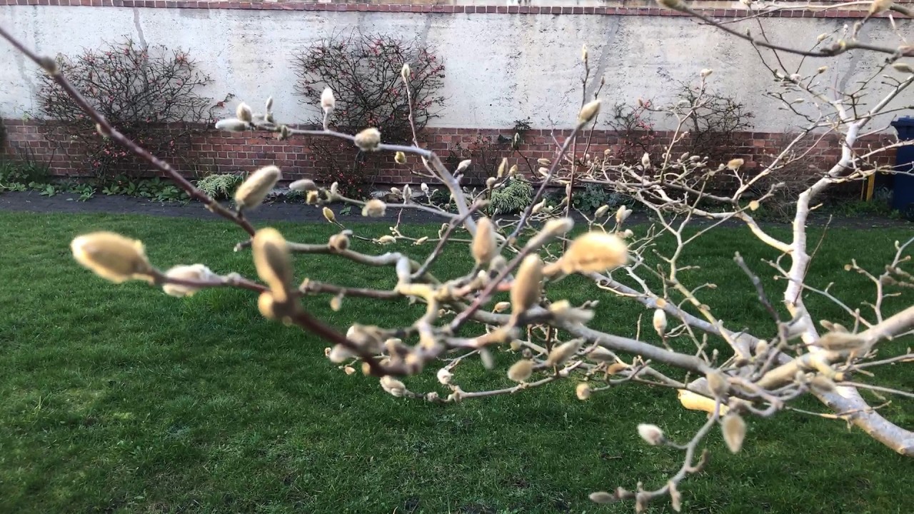 Springwalk 1 Part 2: Plantation Road and Port Meadow to St. Barnabas, Oxford, February 24th 2026