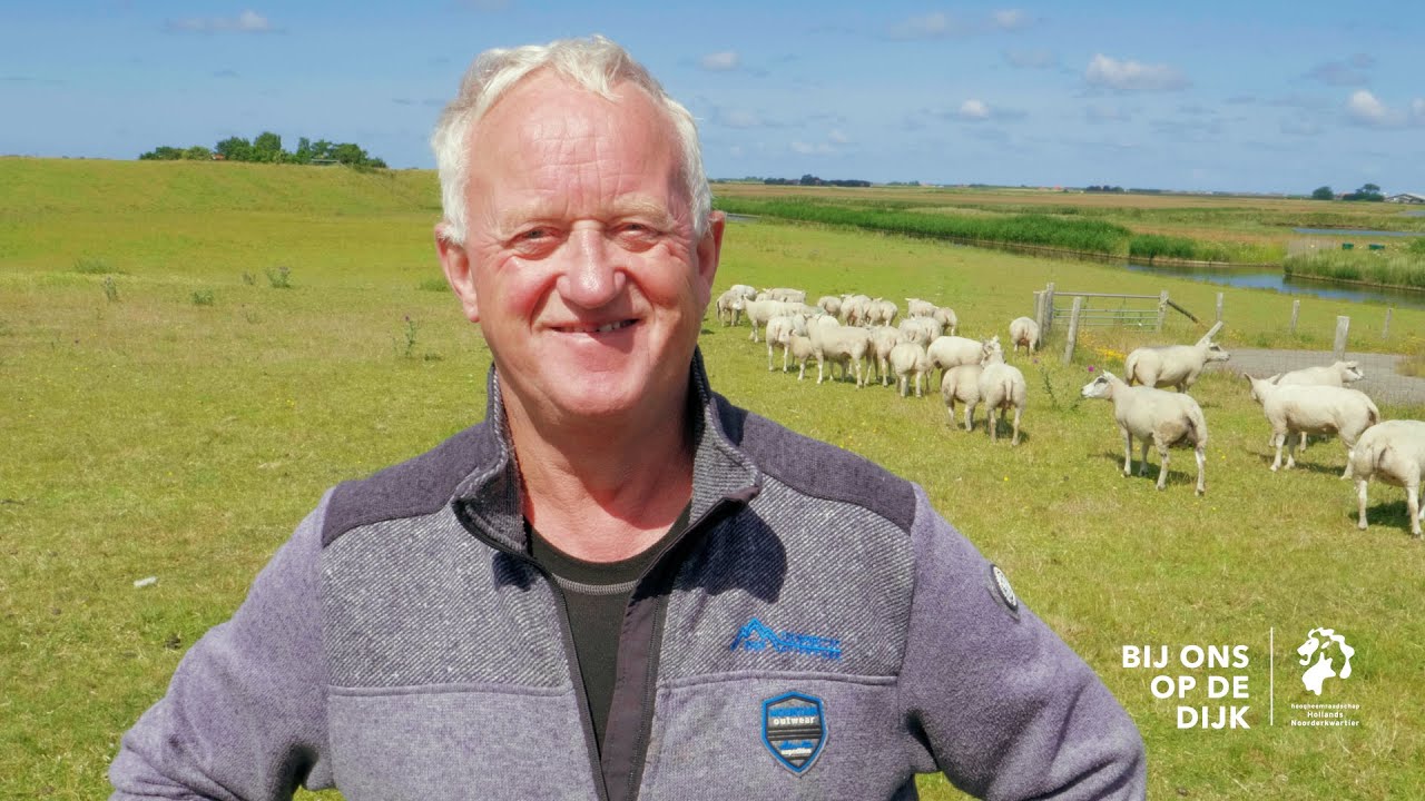 Waarom lopen er schapen op de dijk van Texel? Schapen hebben gouden voetjes!