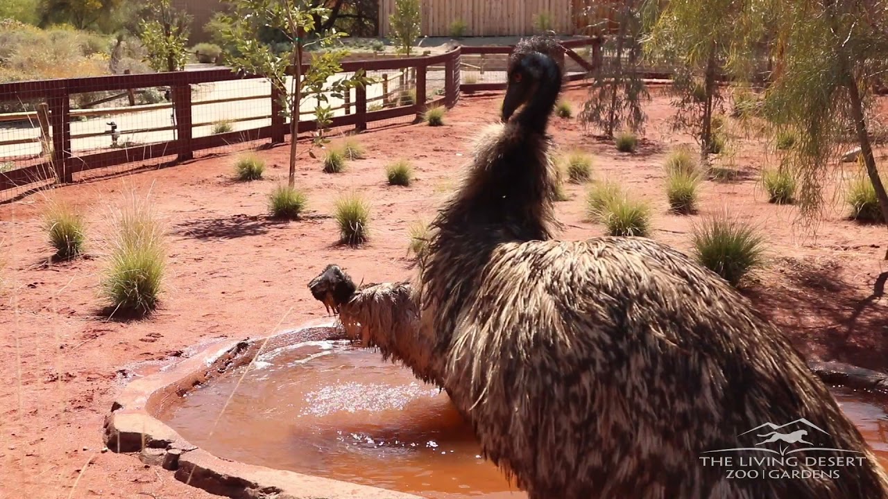 Animals Keeping Cool in the Desert | The Living Desert