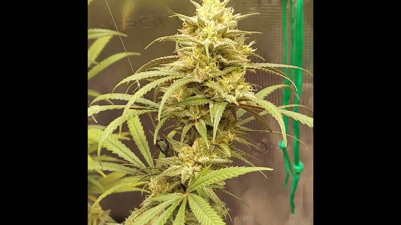 Blueberry and Bubba Kush by @SeedsmanSeeds