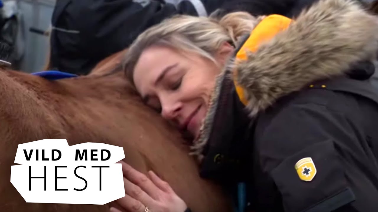 VILD MED HEST (6:21) Til istöltstævne i Frederikshavn