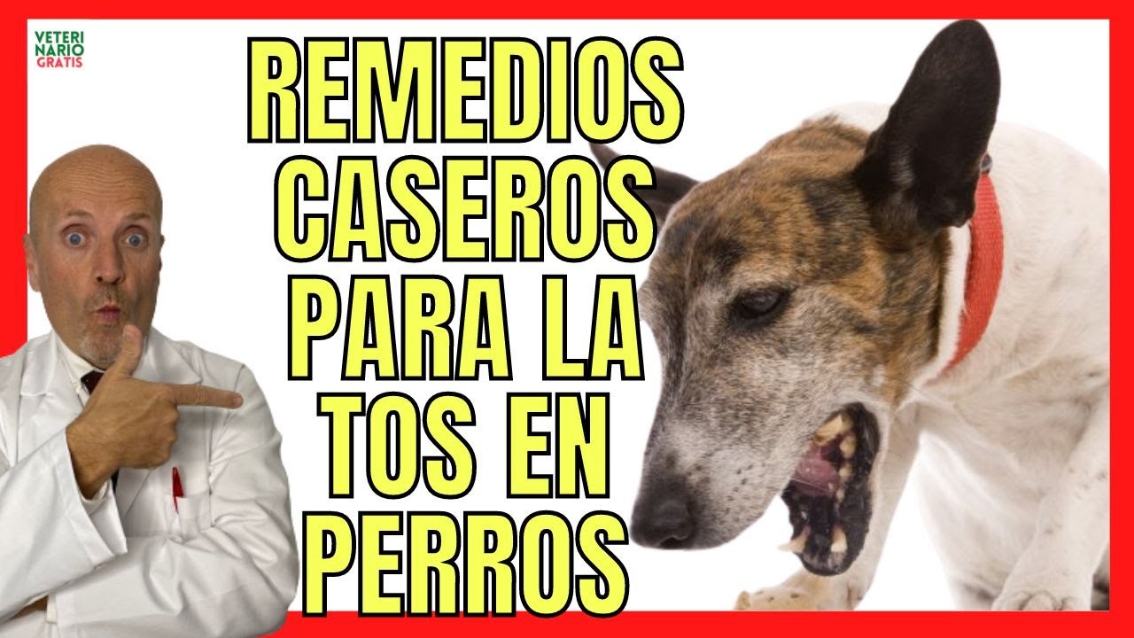 MI PERRO TIENE TOS ¿QUE LE PUEDO DAR? 🟣 7 REMEDIOS CASEROS  Y NATURALES PARA CURAR LA TOS EN PERROS