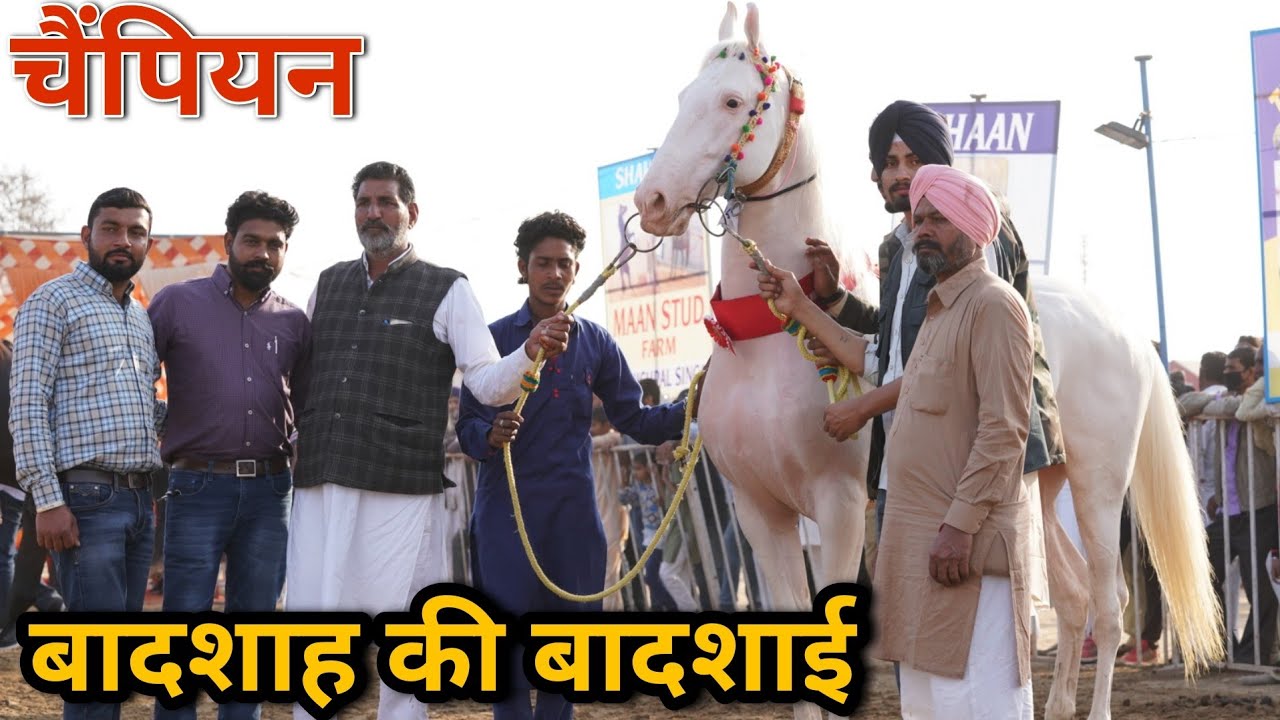 नुकरा स्टेलियन मे बादशाह घोड़ा रहा चैंपियन |Hanumangarh Horse Show 2021