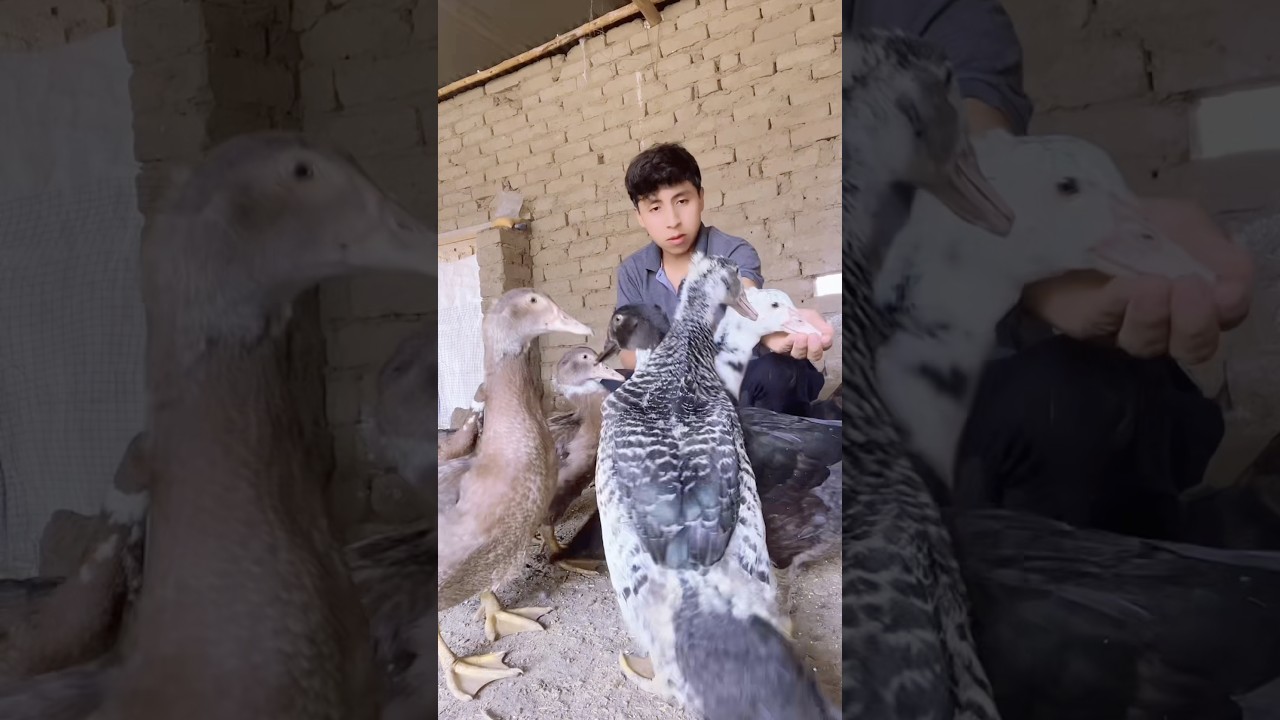 Qu&eacute; es m&aacute;s rentable criar gallinas o patos #shortsviral #patos #granja #pollo #shortvideo