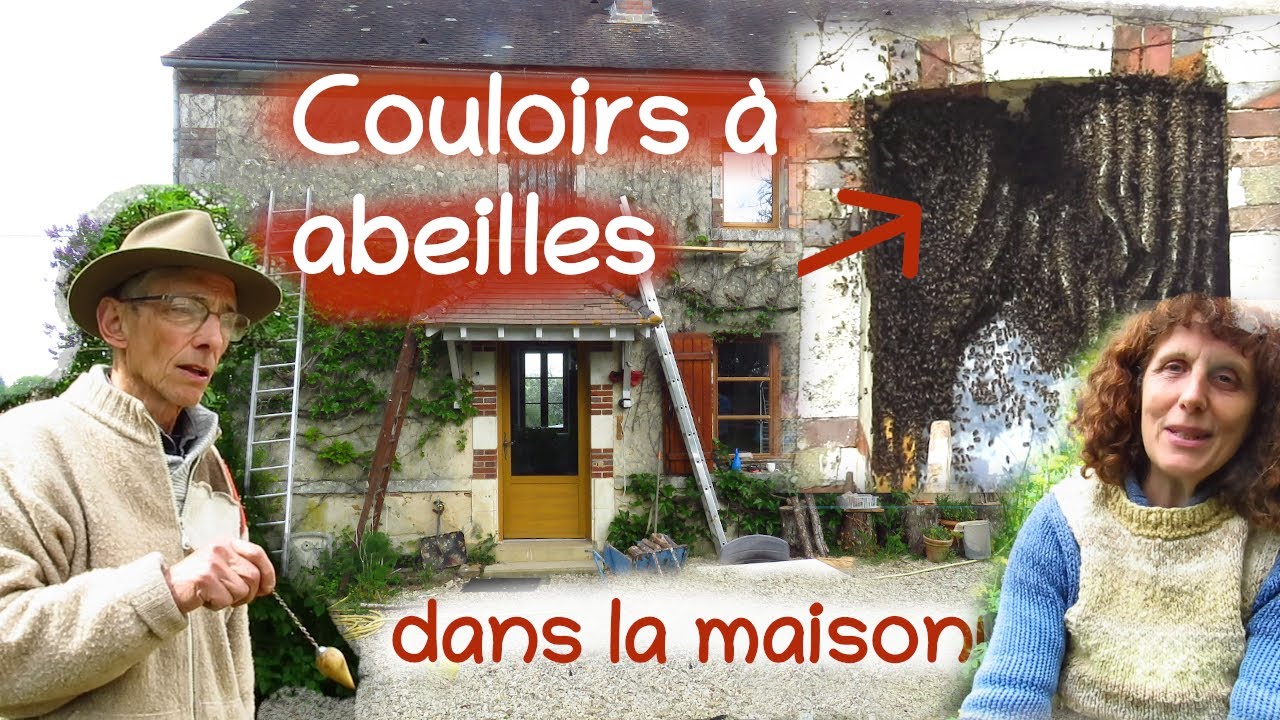 Fameux couloirs à abeilles : la maison parfaite!
