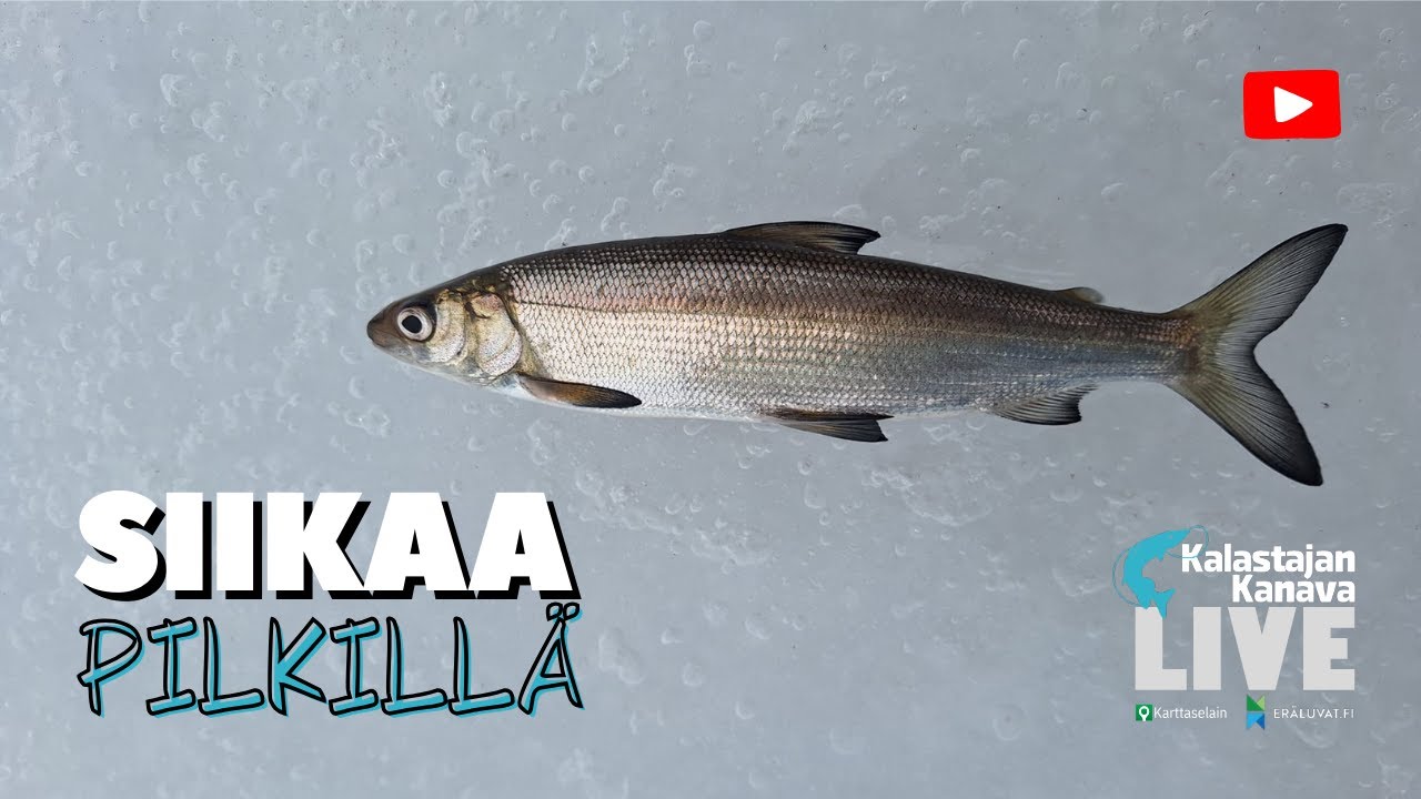 Siian pilkintä keväällä | Kalastajan Kanavan LivE