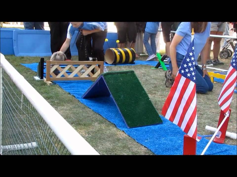 Rabbit Agility at Clackamas County Fair