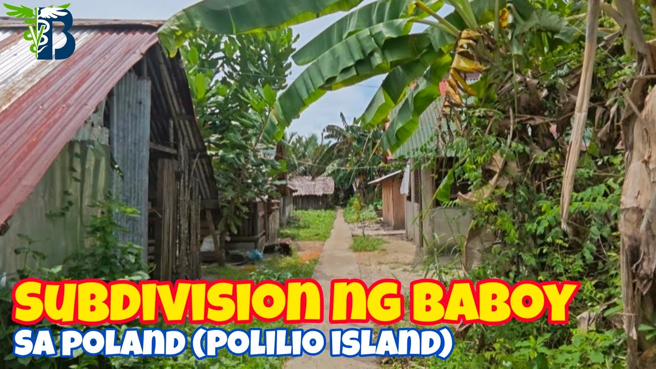 Subdivison ng mga Baboy?! | Backyard Farming in Poland (Polilio Island)