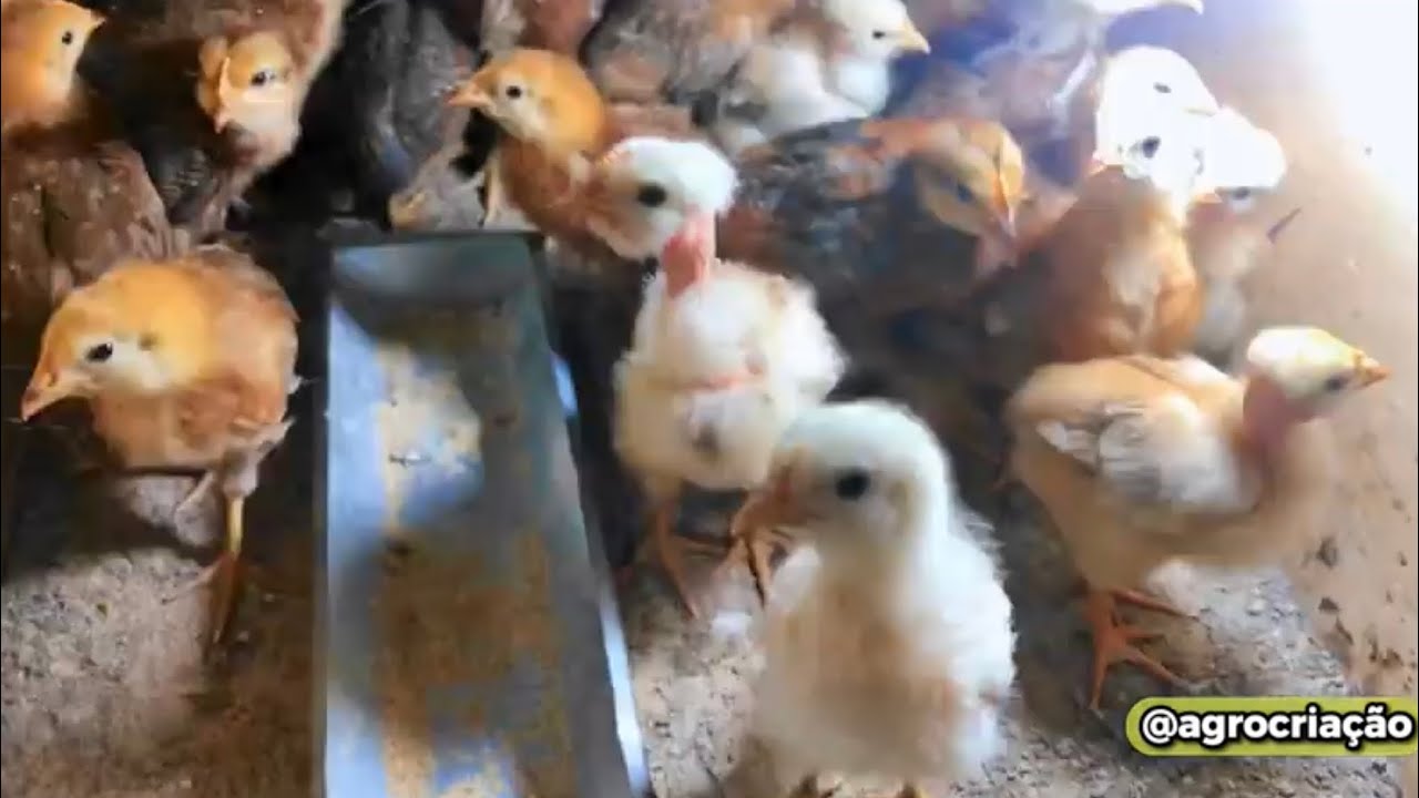 A MELHOR FORMA de CRESCER a tua CRIA&Ccedil;&Atilde;O DE GALINHAS! | AGROCRIACAO