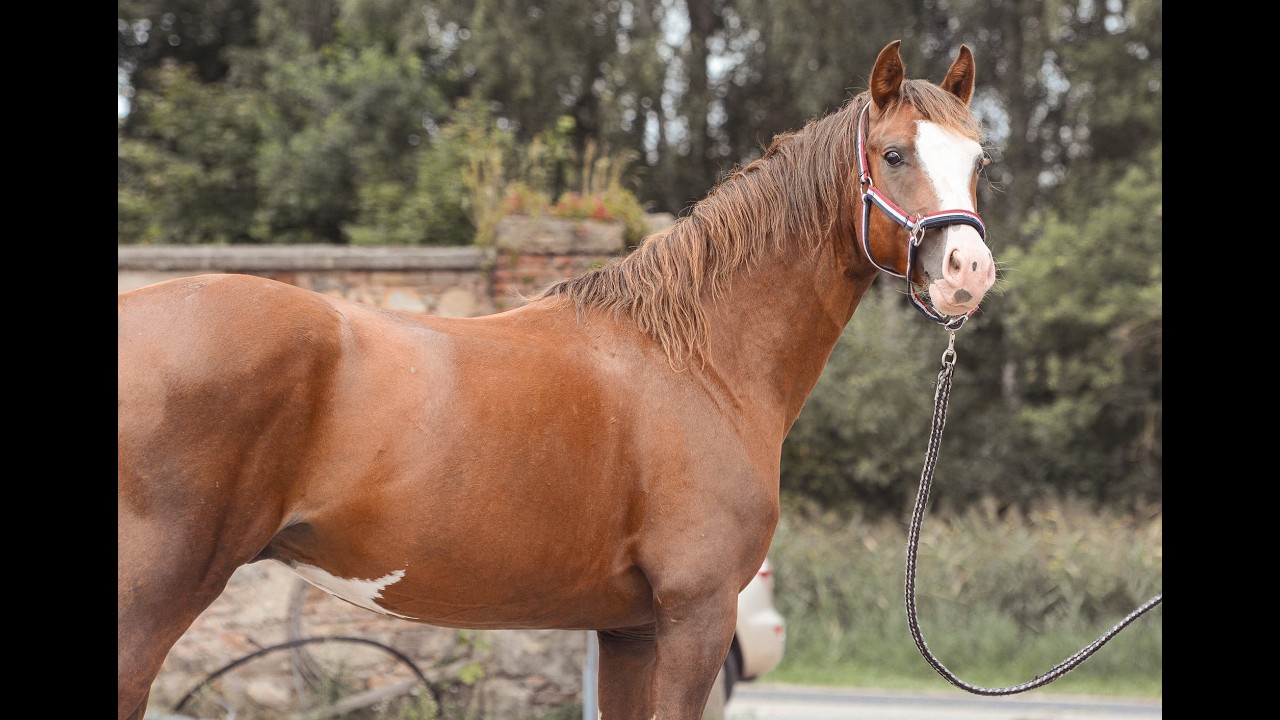 Sport Pony | Gelding | My Easter Bunny | Dressage | Show Jumping  @TMHorsesPonies