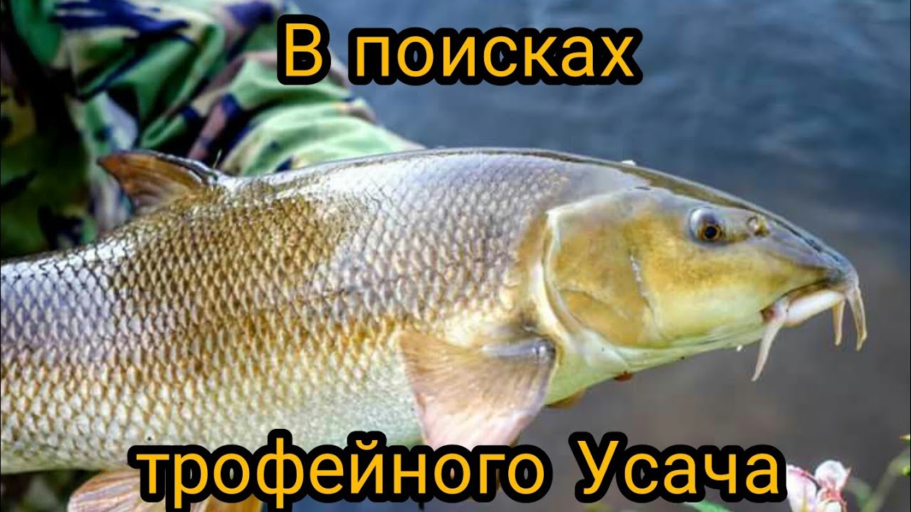 Рыбалка на донки с ночевкой на горной реке, в поисках усача!