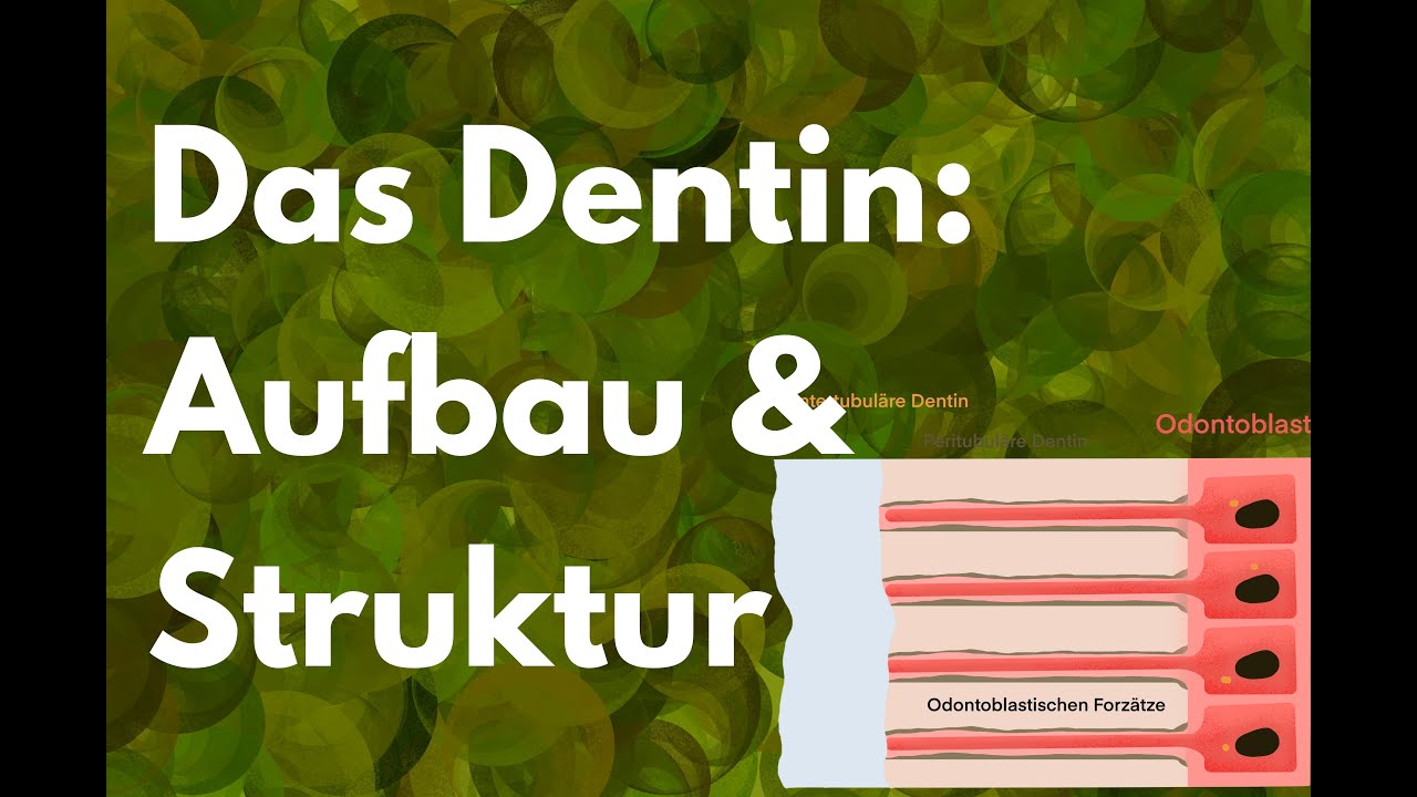 Das Dentin: Aufbau & Struktur