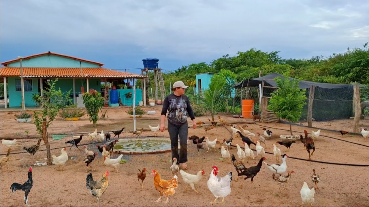 EM UM DIA DE CHUVA Na roça 🌧COM MINHA FAMÍLIA! dangolas codornas patos galinhas e porcos Aves 
